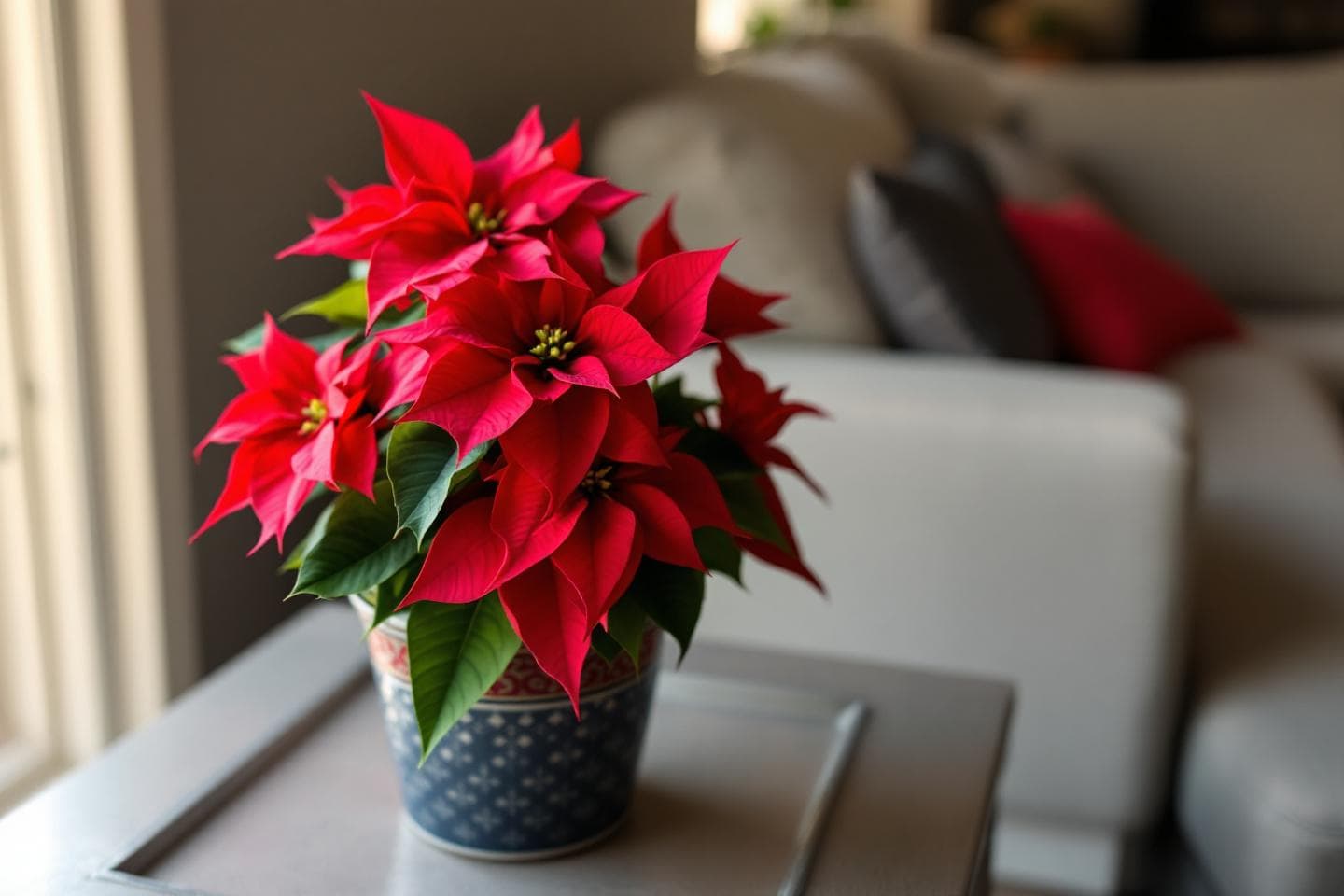Healthy red poinsettia plant in a decorative pot in living room