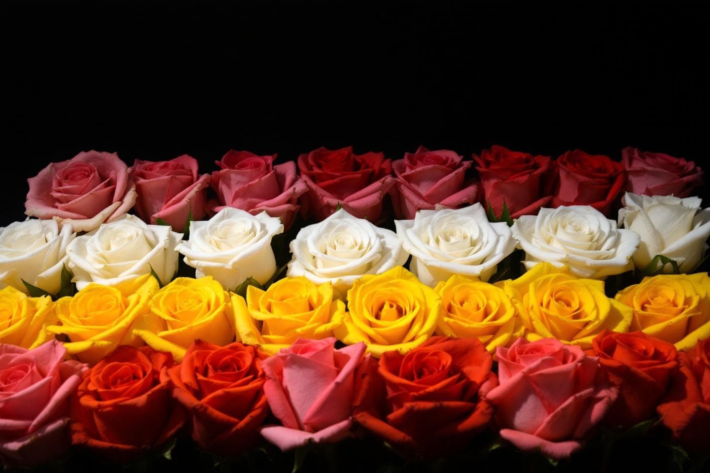 Flower Color Meanings: What Every Hue Symbolizes
