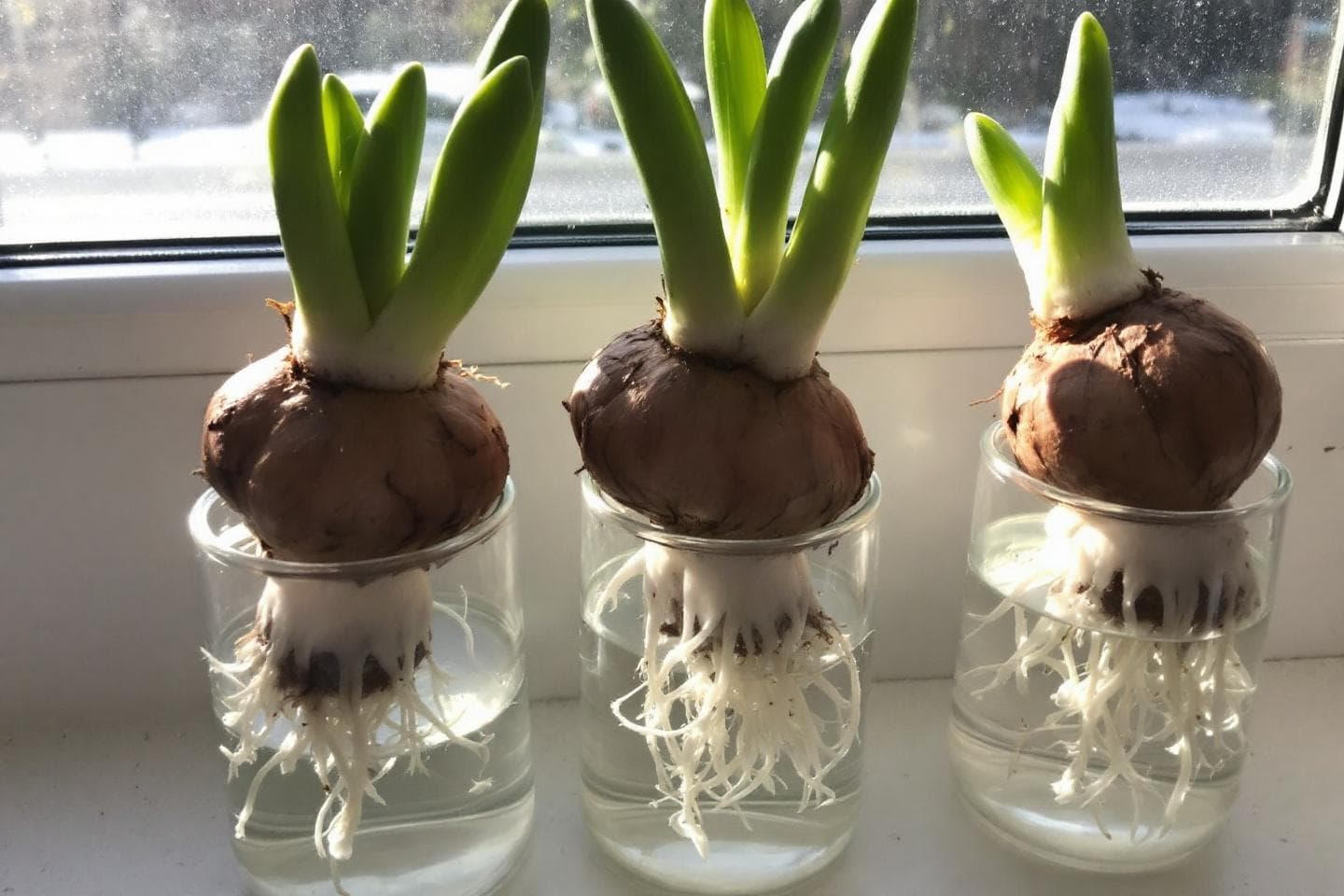 Hyacinth bulbs in forcing jars on a kitchen windowsill with roots visible