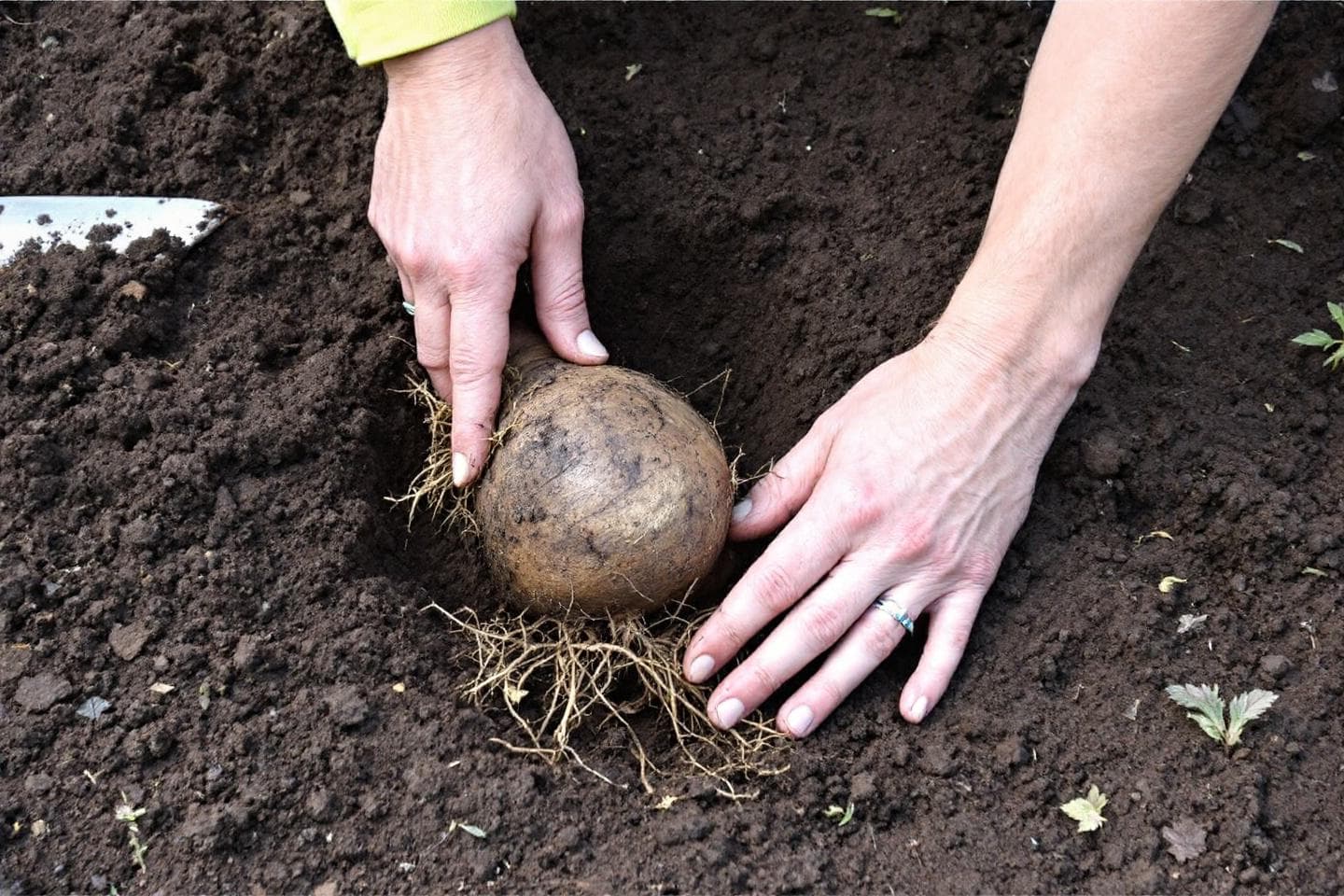 Hands planting a dahlia tuber in a garden bed