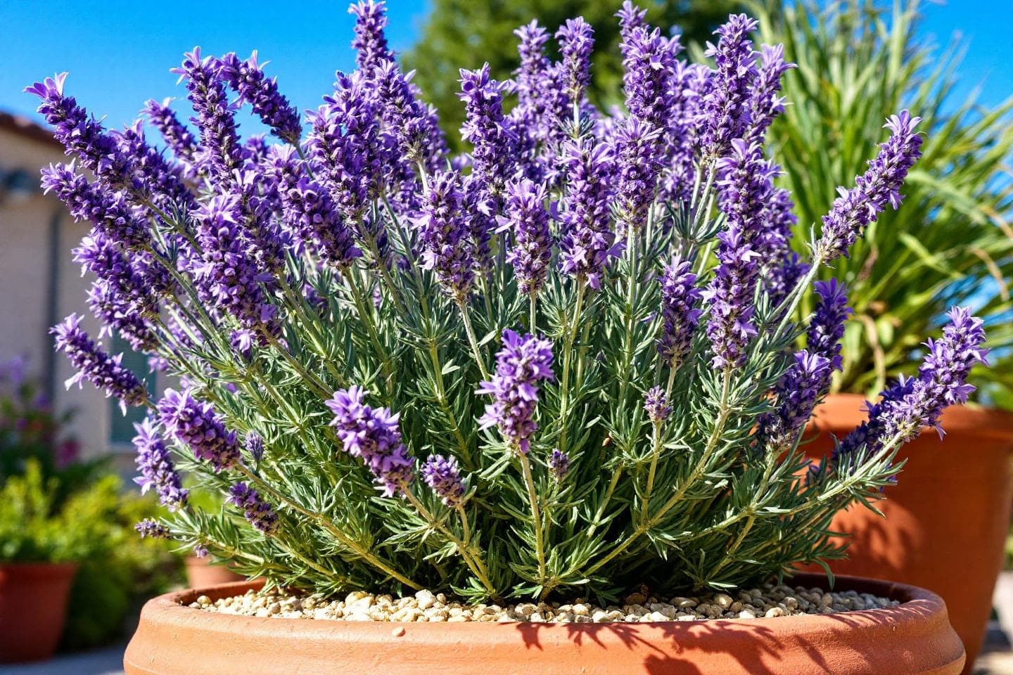 Lavender plant in a terracotta pot on a sunny patio