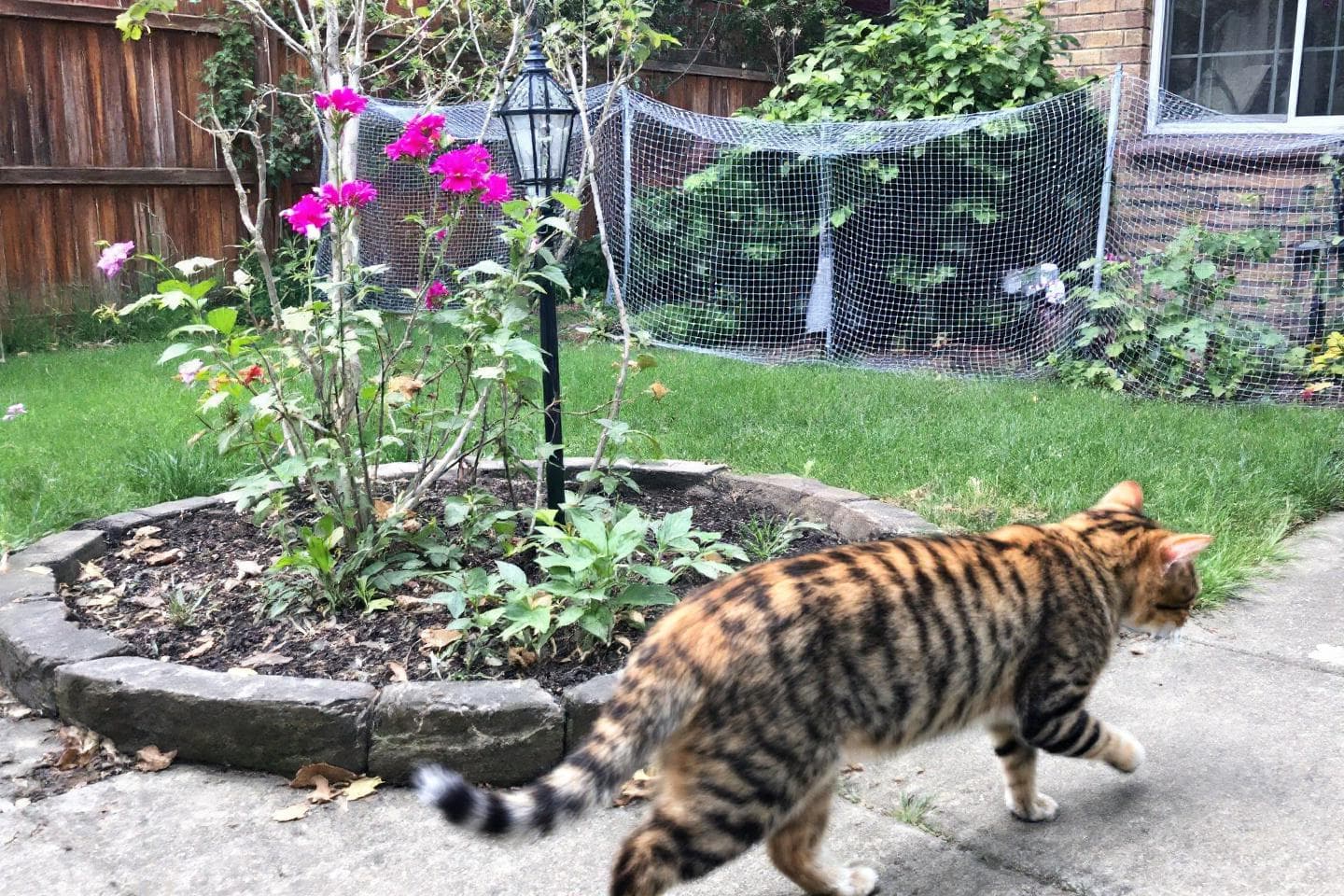 Tabby cat walking near flower bed in backyard garden