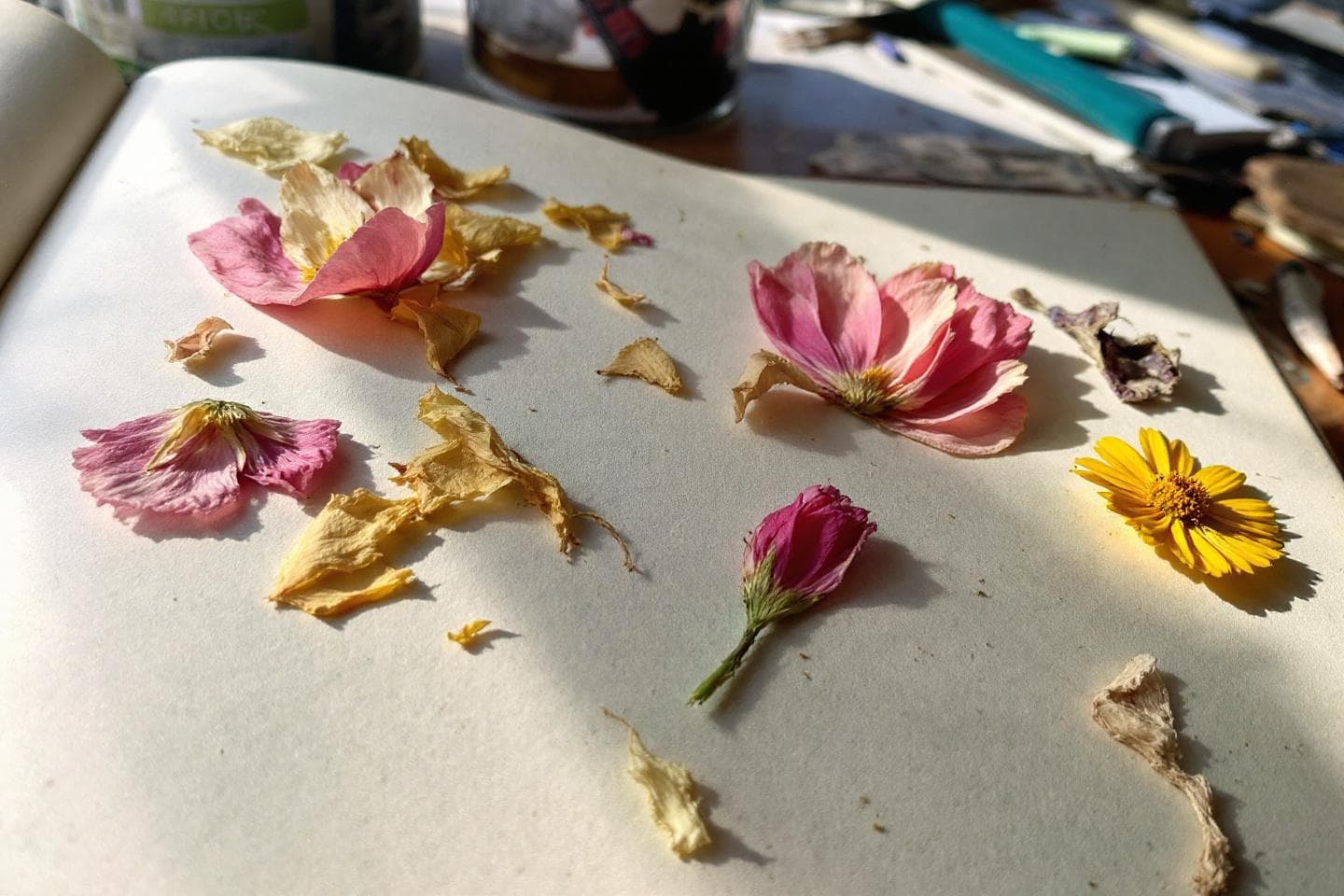 Dried pressed flowers on paper in natural sunlight