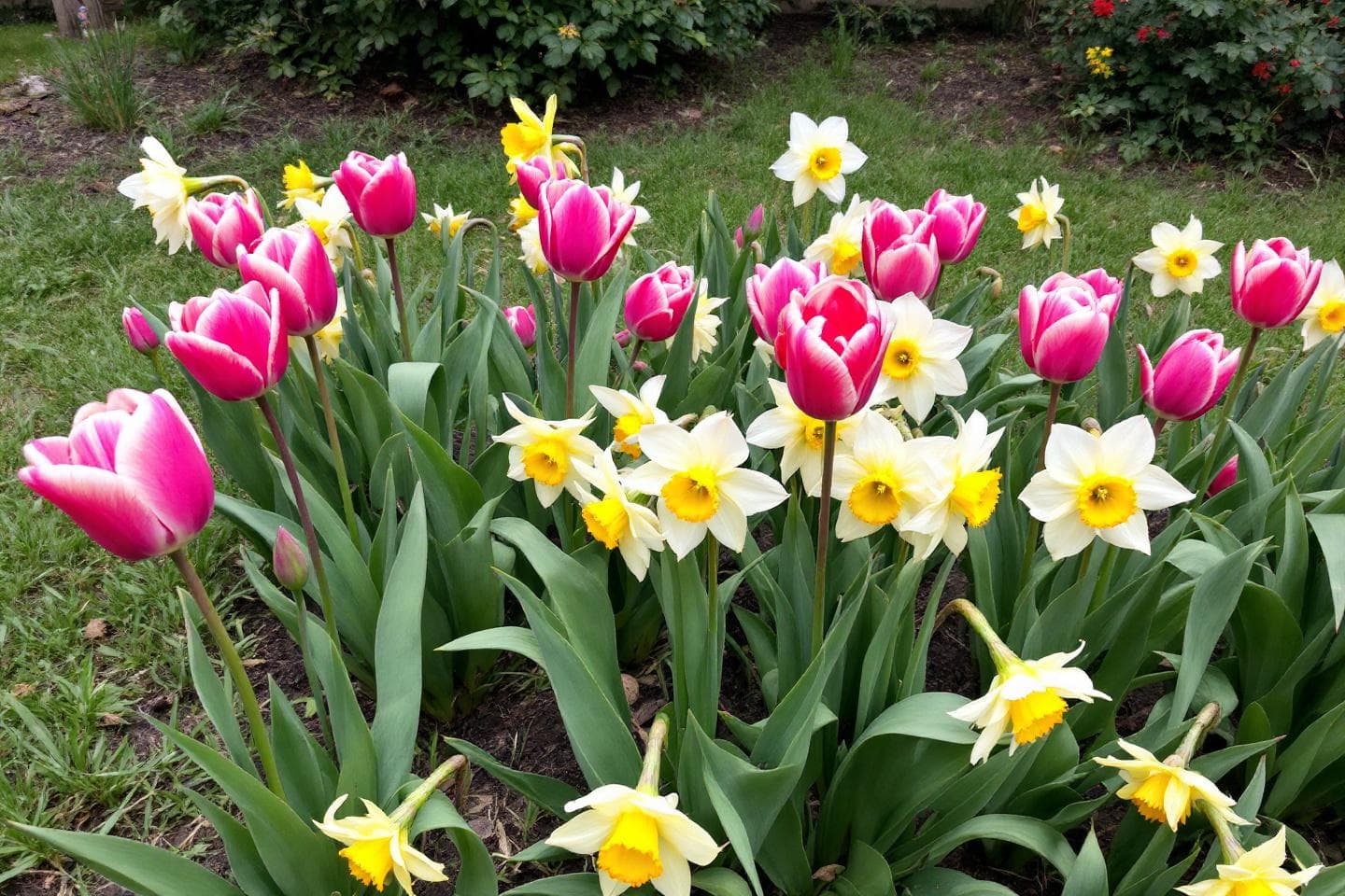 Spring garden with tulips and daffodils blooming in backyard