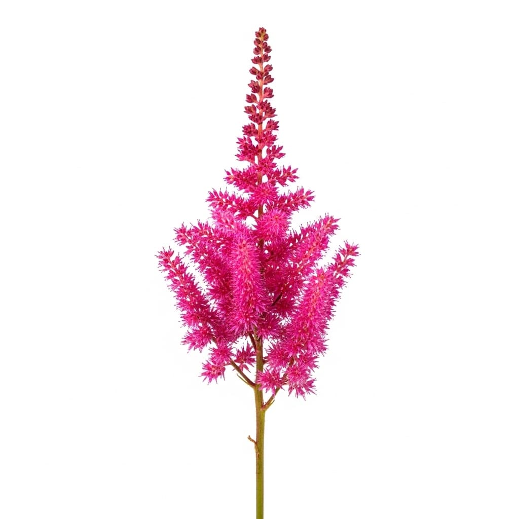  Astilbe