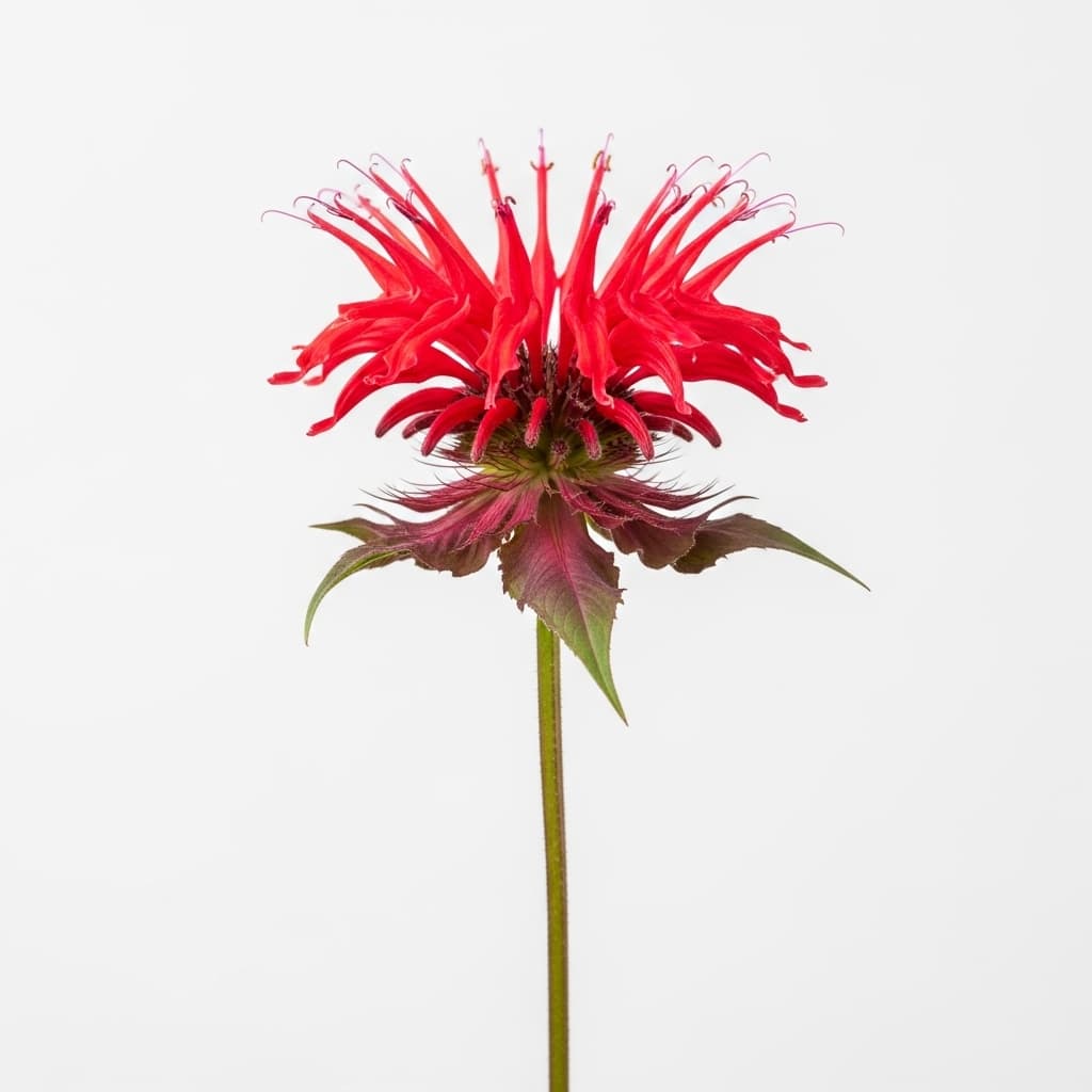  Bee Balm