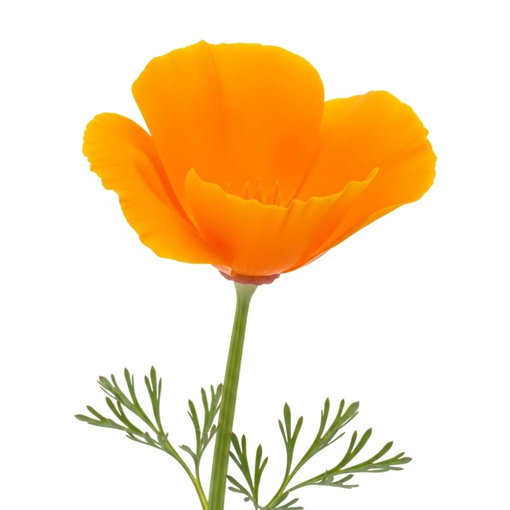  California Poppy