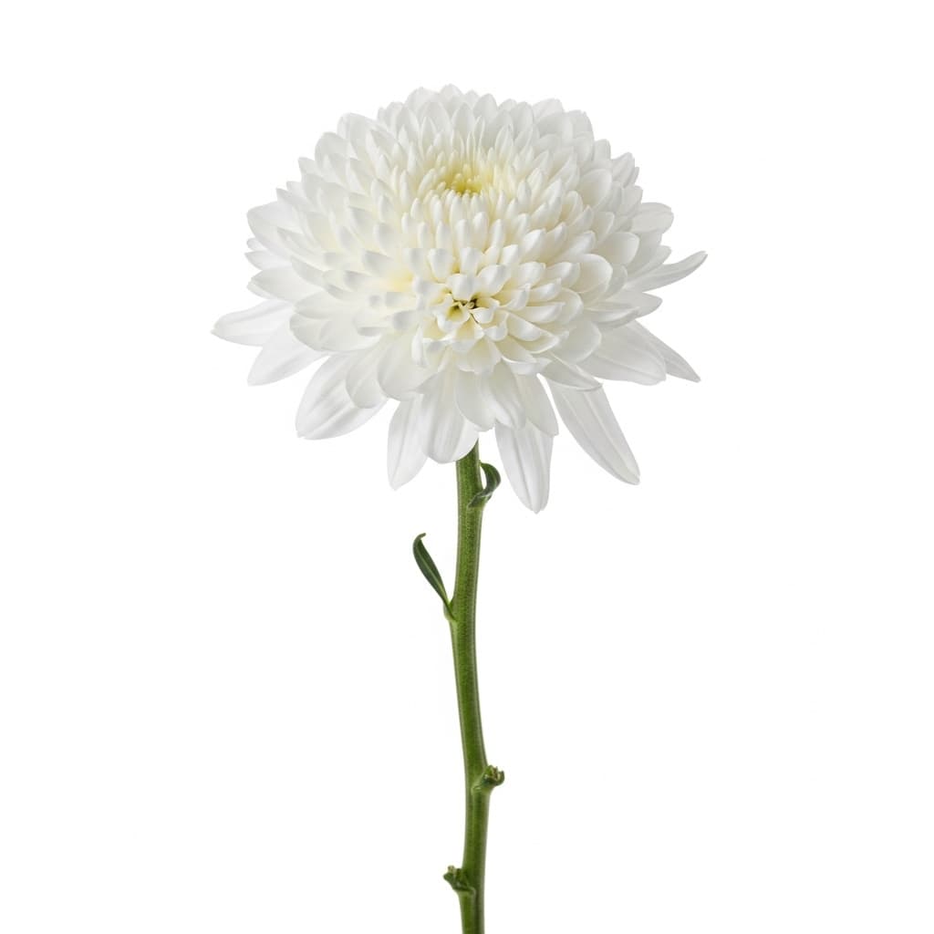  Chrysanthemum