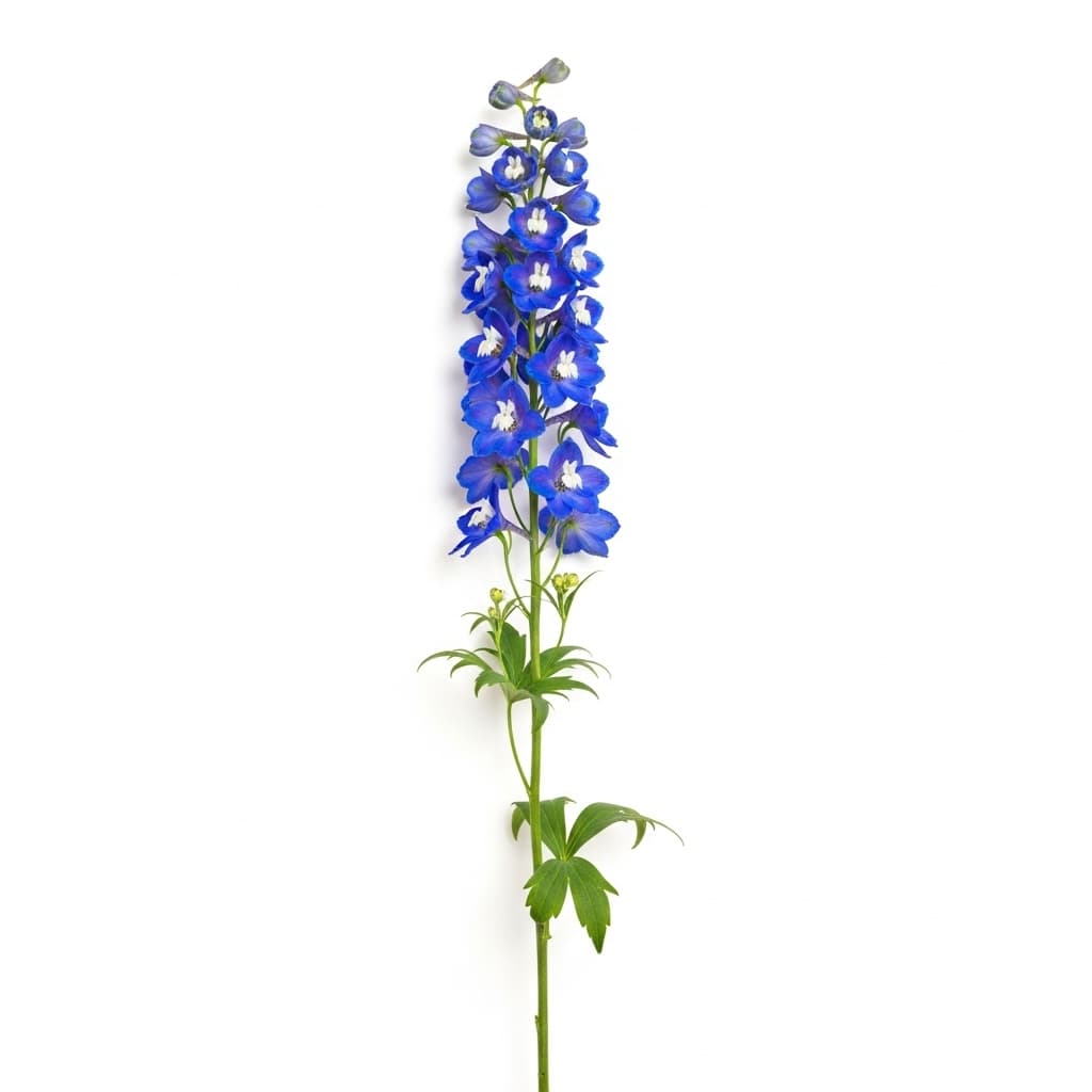  Delphinium