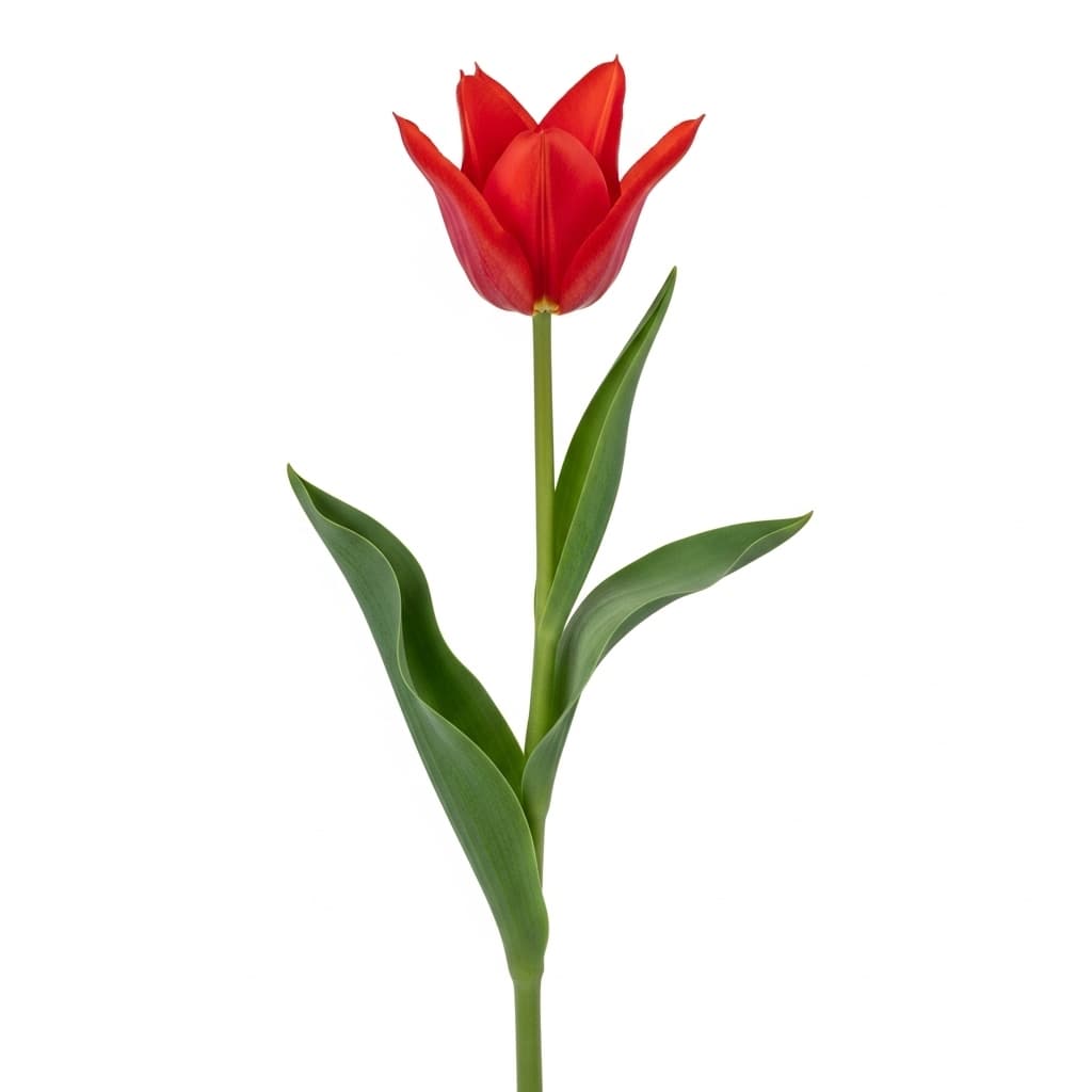  French Tulip