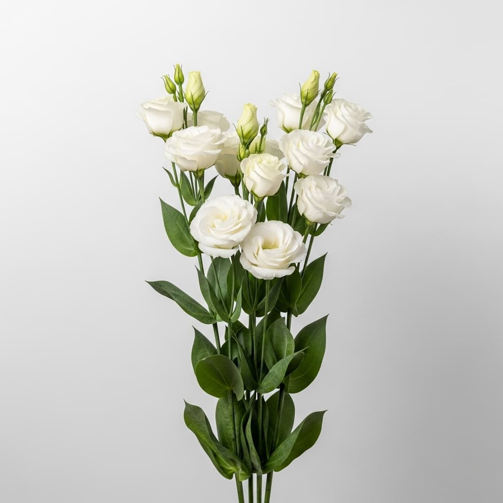  Lisianthus
