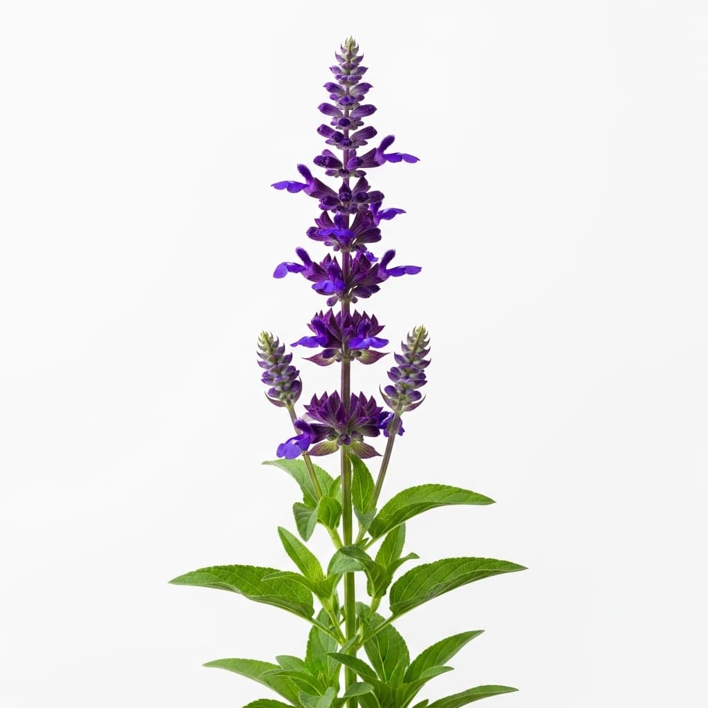  Salvia