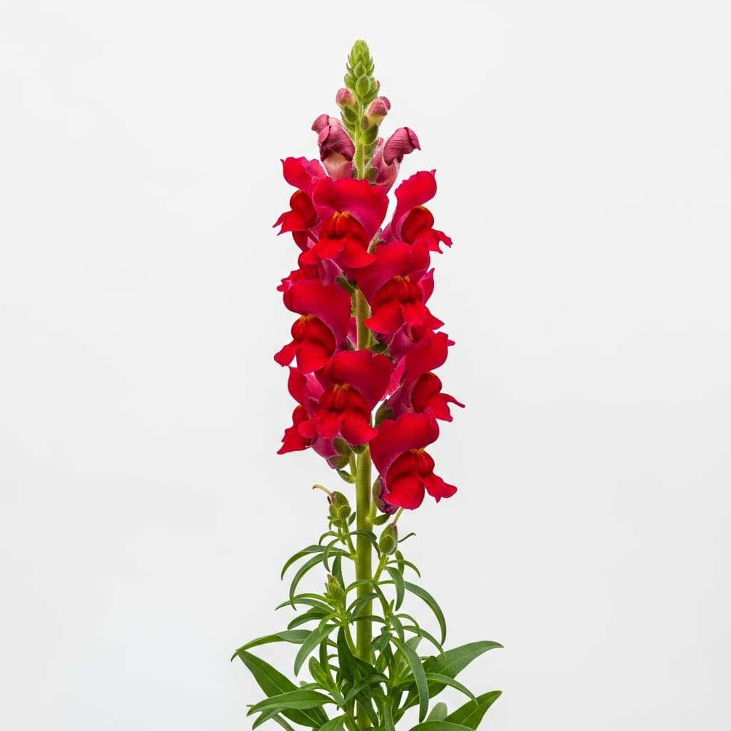  Snapdragon