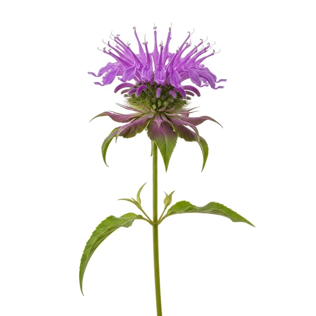  Wild Bergamot