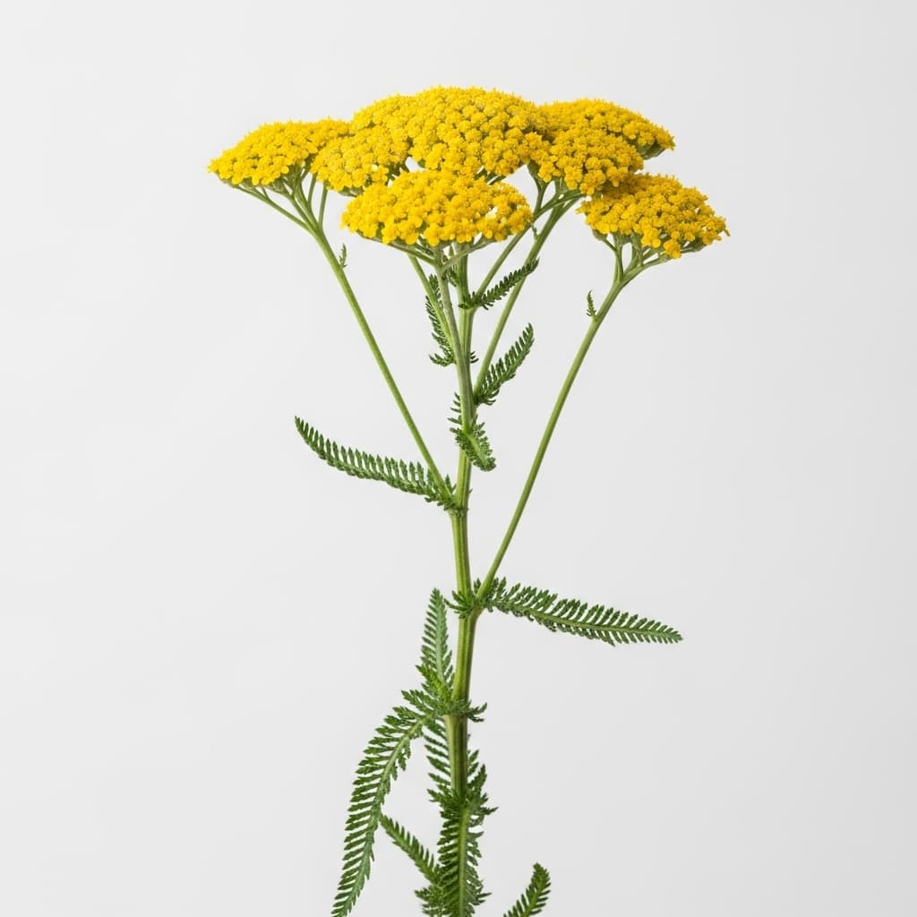  Yarrow