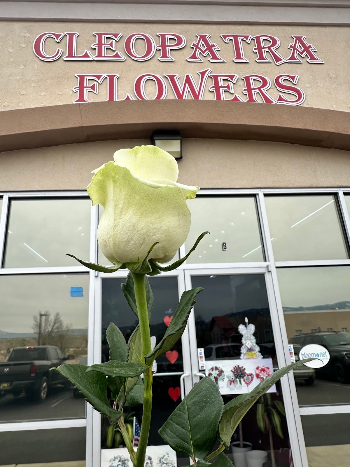 CLEOPATRA FLOWERS - Image 1