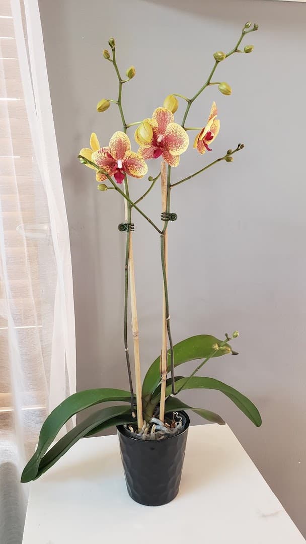 Wyld Honey Flowers and Co. - Image 1