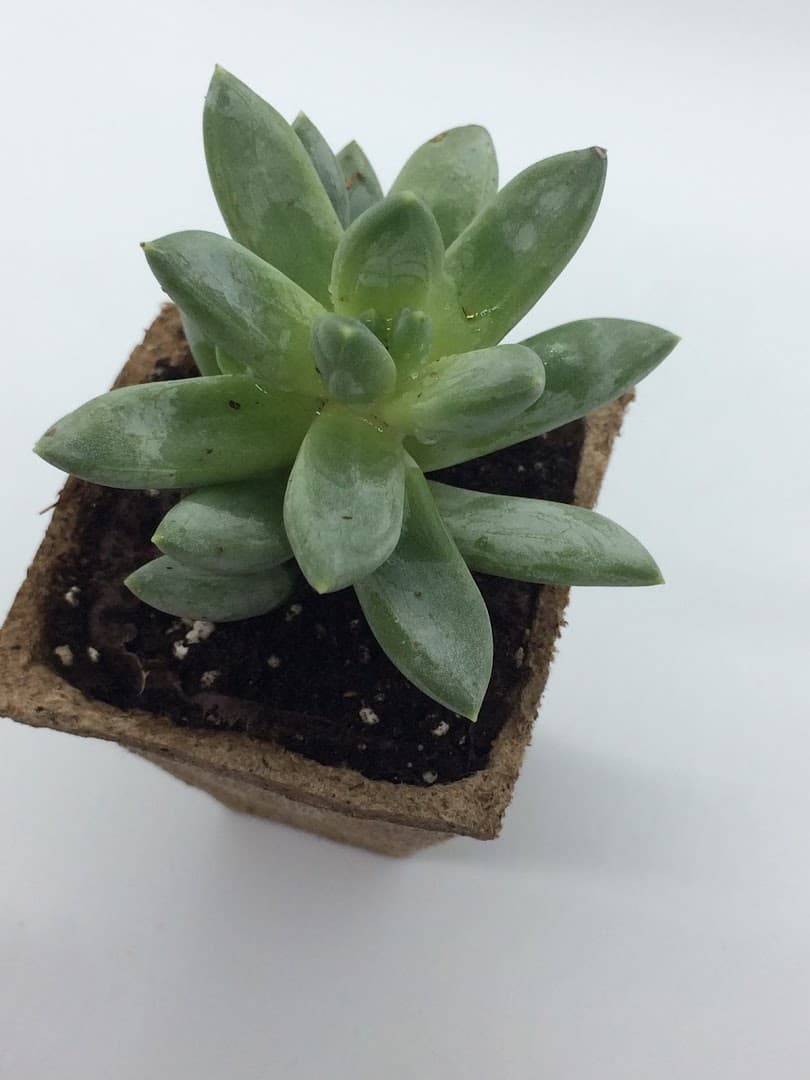 Plantas La Abuelita - Image 1