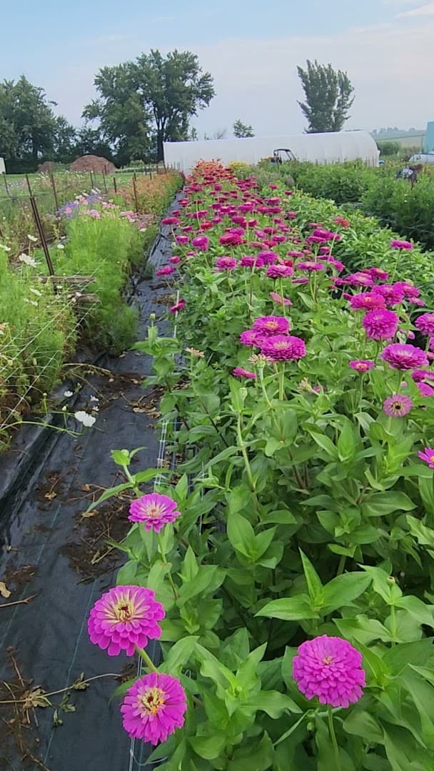 Alissa's Flower Farm and Designs, Silver Maple Woodshop - Image 1