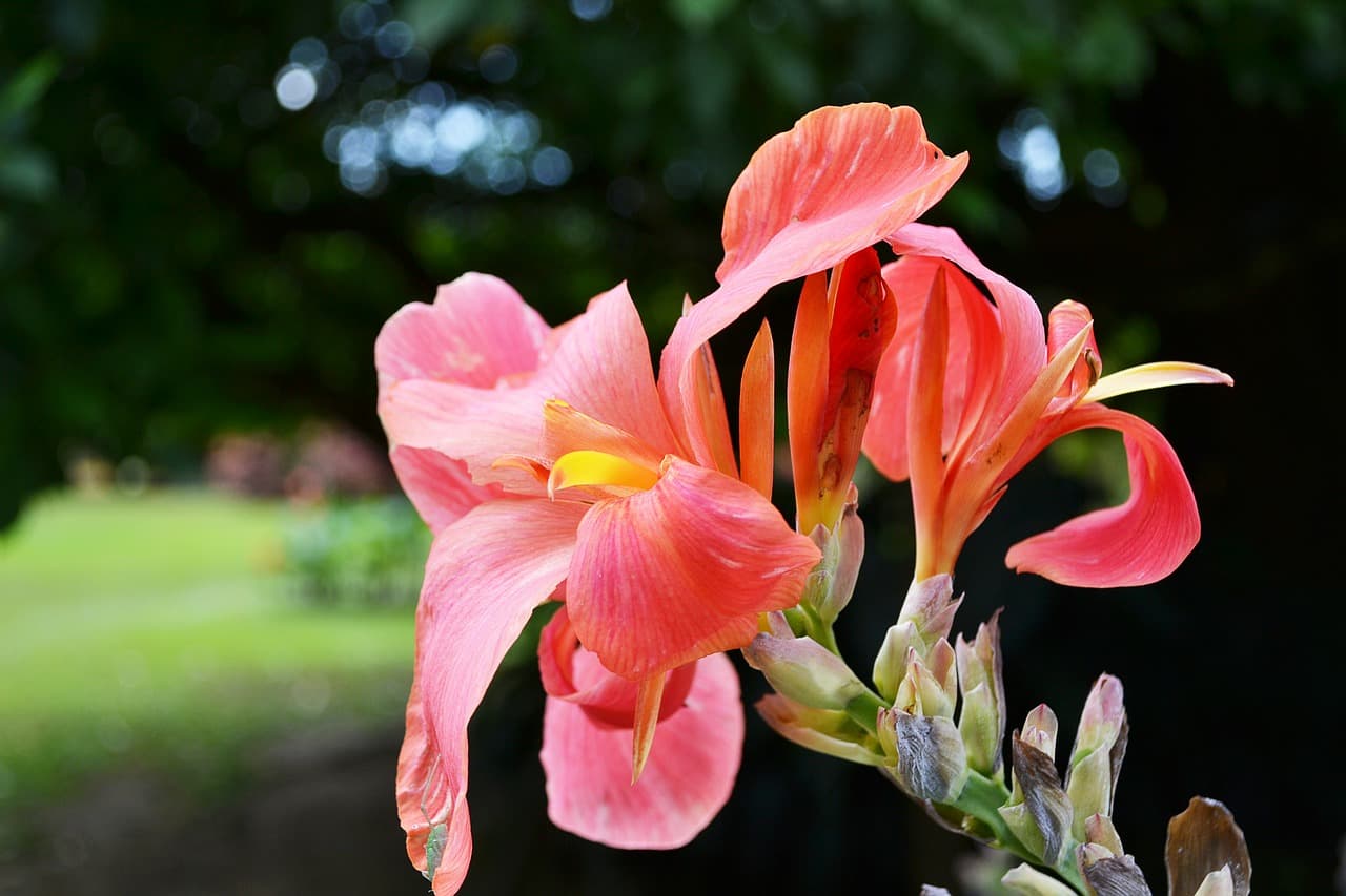 Flowers By Maria - Image 1