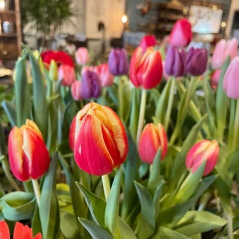MacKenzie’s Flowers Home Decor, Gifts & Garden Center - Image 1