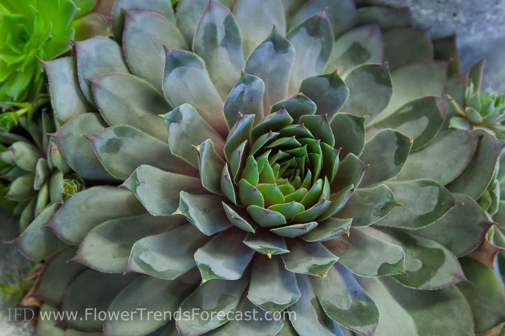 Washington Floral Service - Image 1