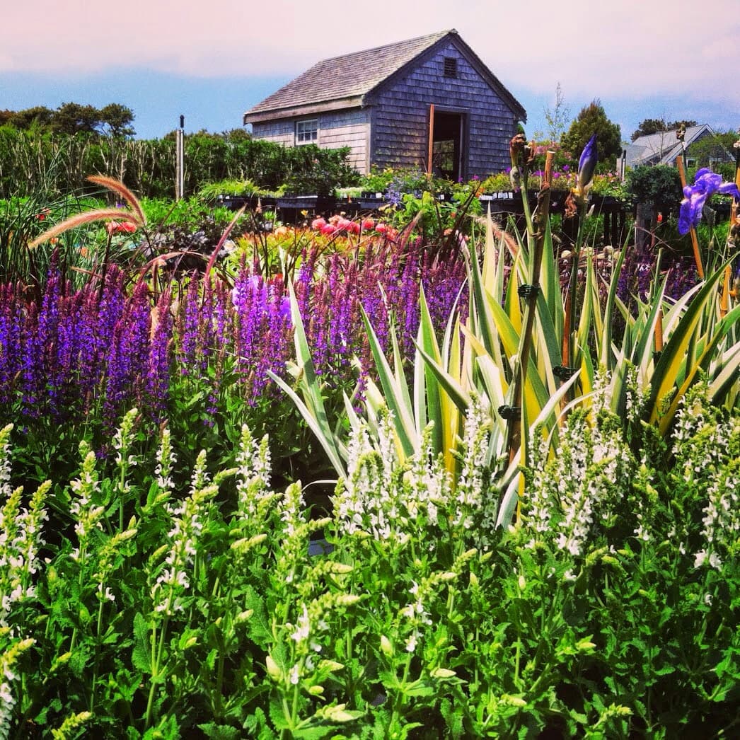 Surfing Hydrangea Nursery - Image 1