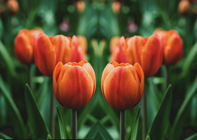Greenbrier Cut Flowers - Image 1