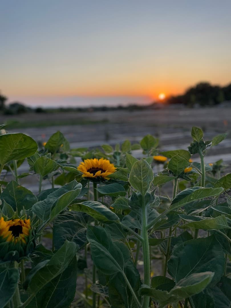 Potted Blossom - Image 1