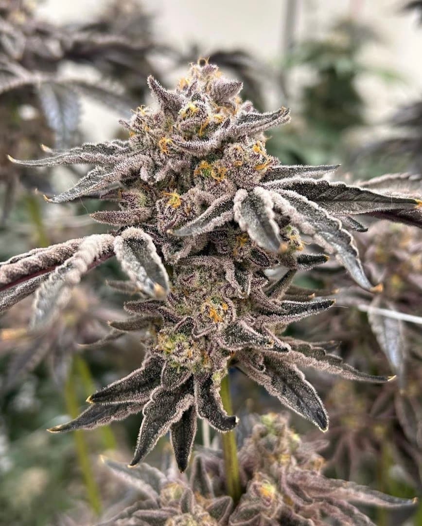 Your Green Thumb Caregivers Medical Marijuana Dispensary - Image 1