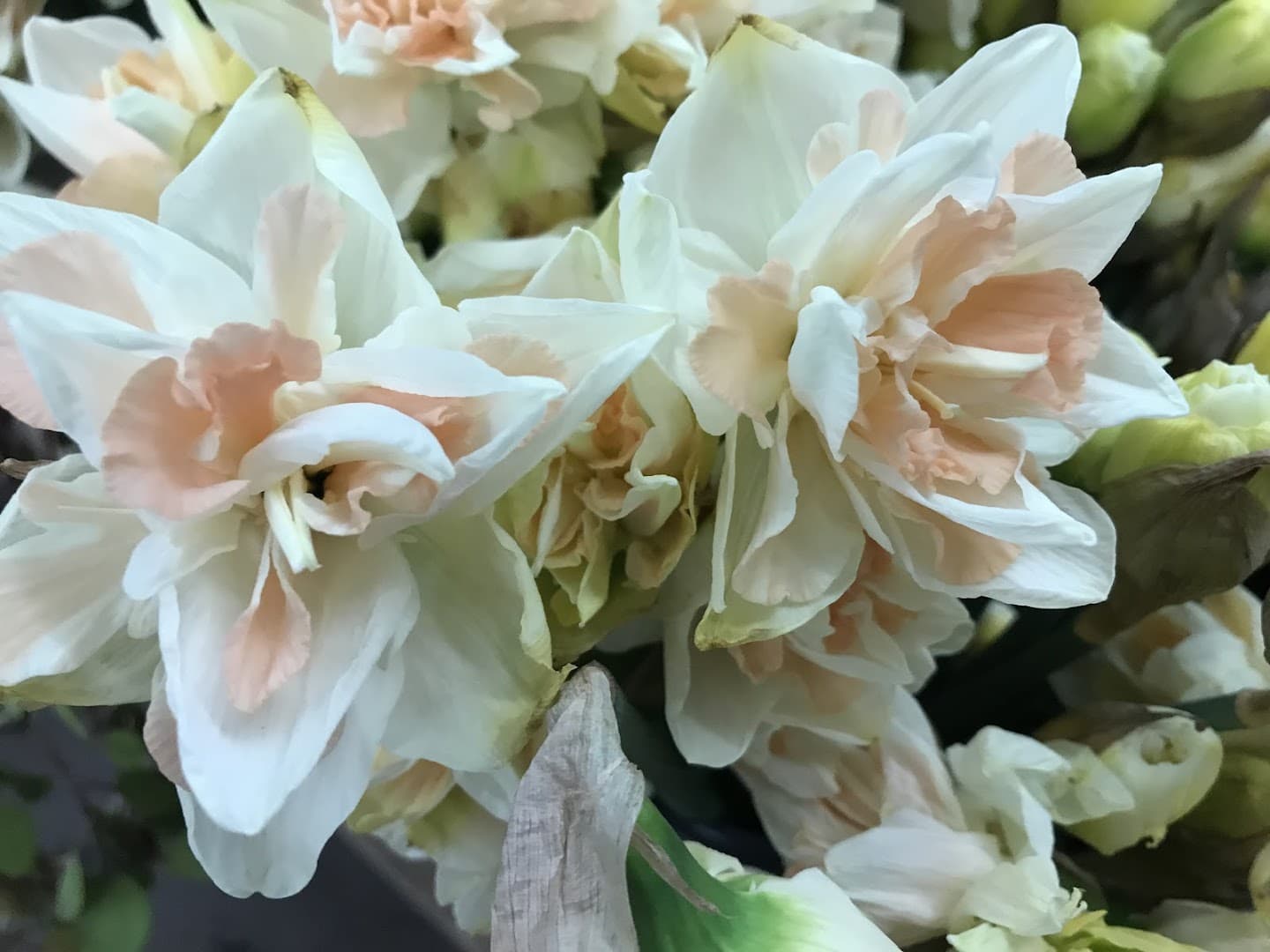 Sunshine Flowers LLC - Image 1