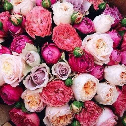 Arizona Wildflowers - Image 1