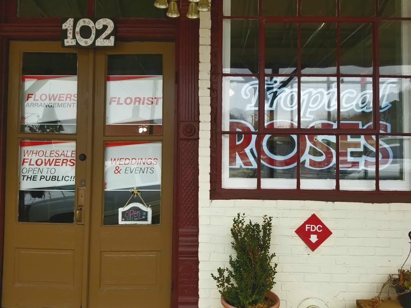 Tropical Roses - Image 1