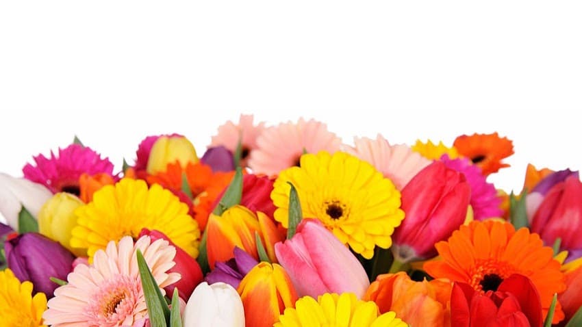 Red Mountain Wholesale Florist - Image 1