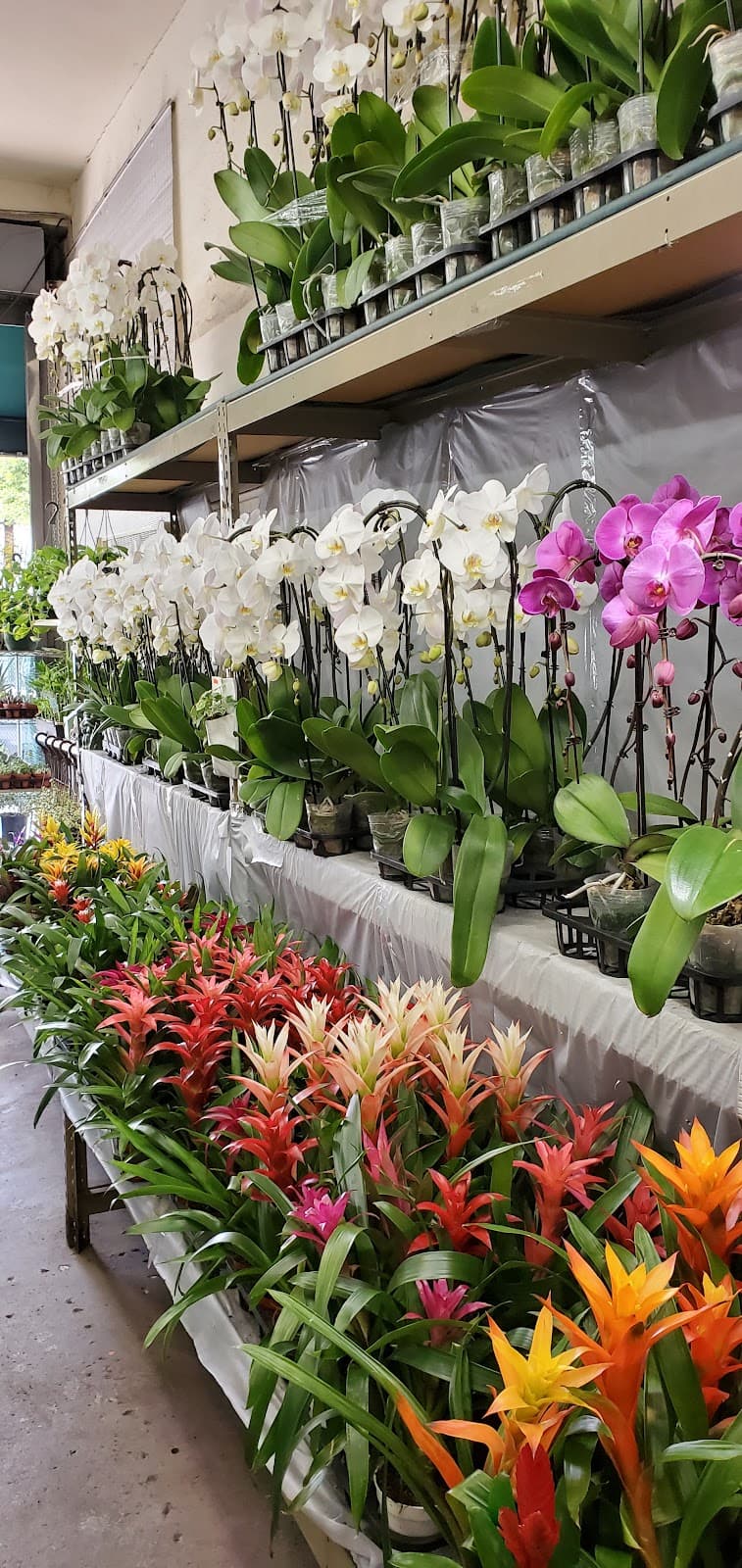 Lee's Orchids - Image 1