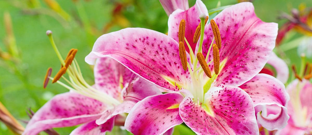 Schnucks Lindell Floral - Image 1