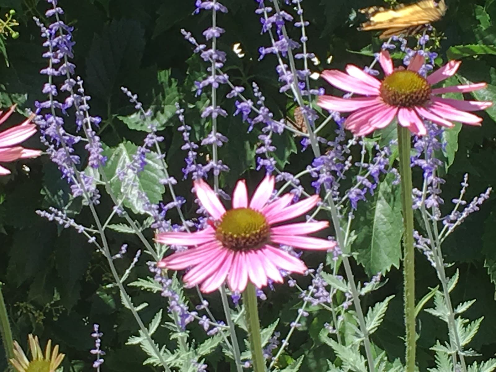 Pollen Floral - Image 1