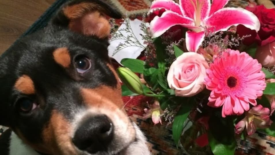 Anchorage Floral - Image 1