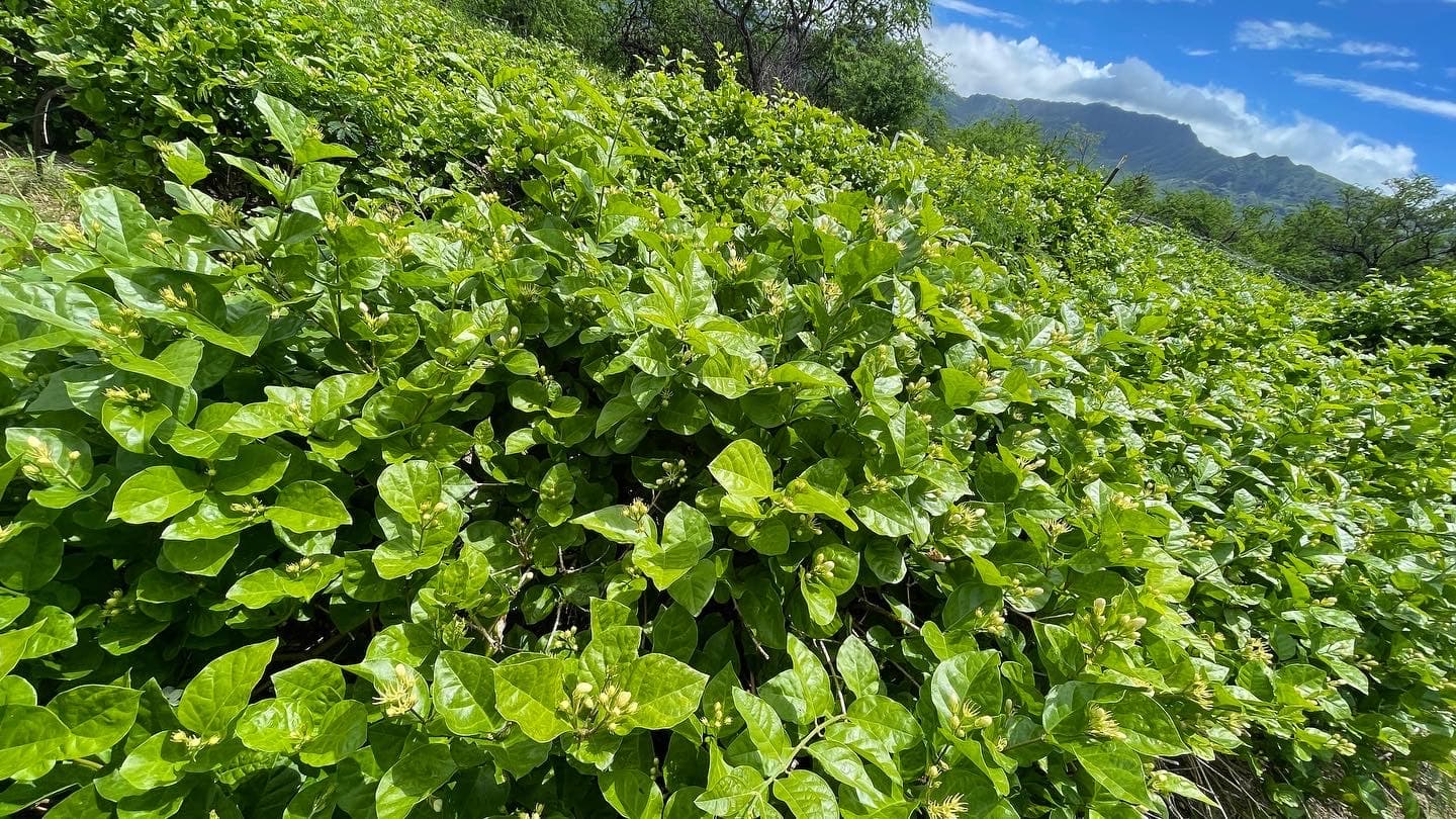 Kamalahuna - Image 1