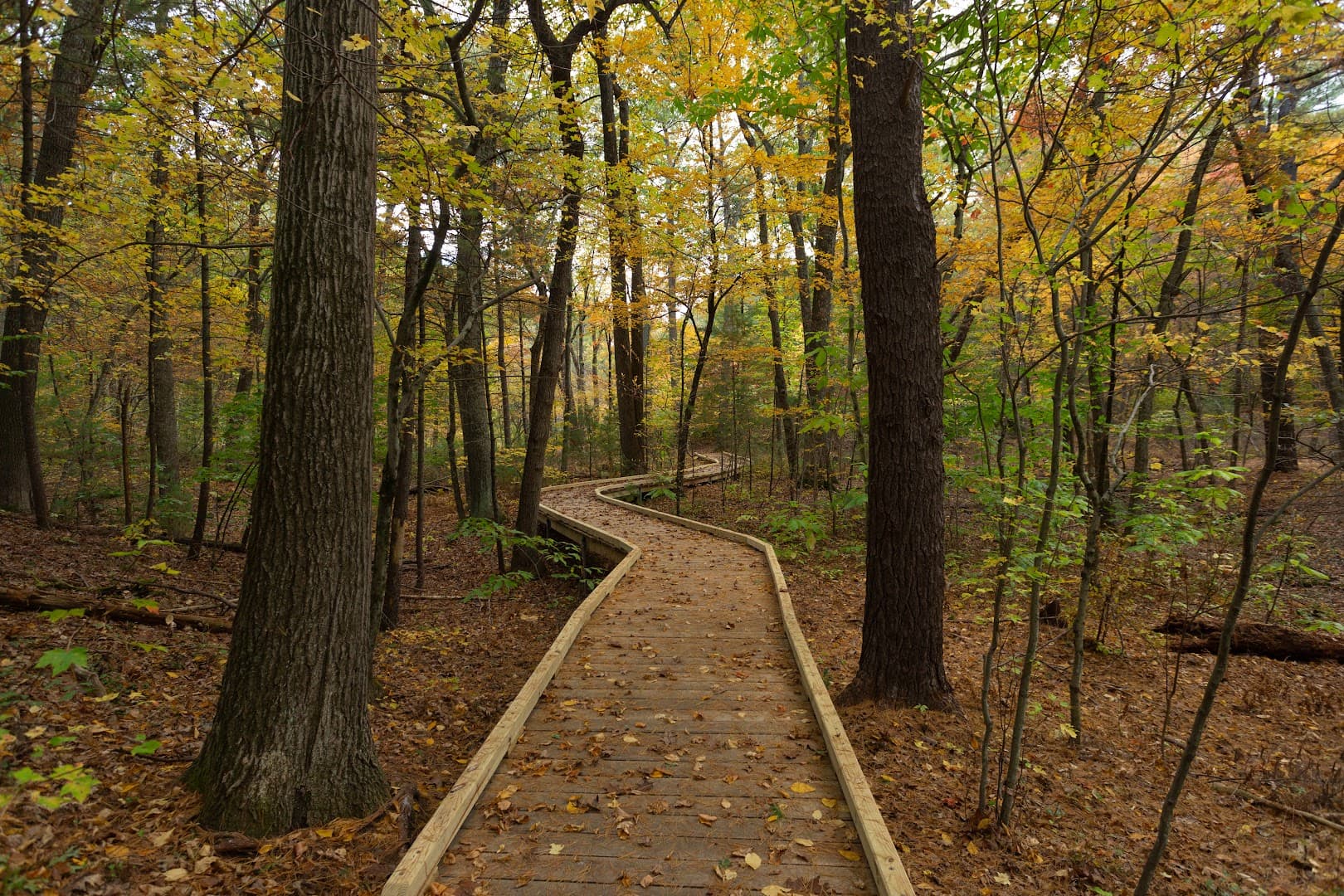 Garden in the Woods - Image 1