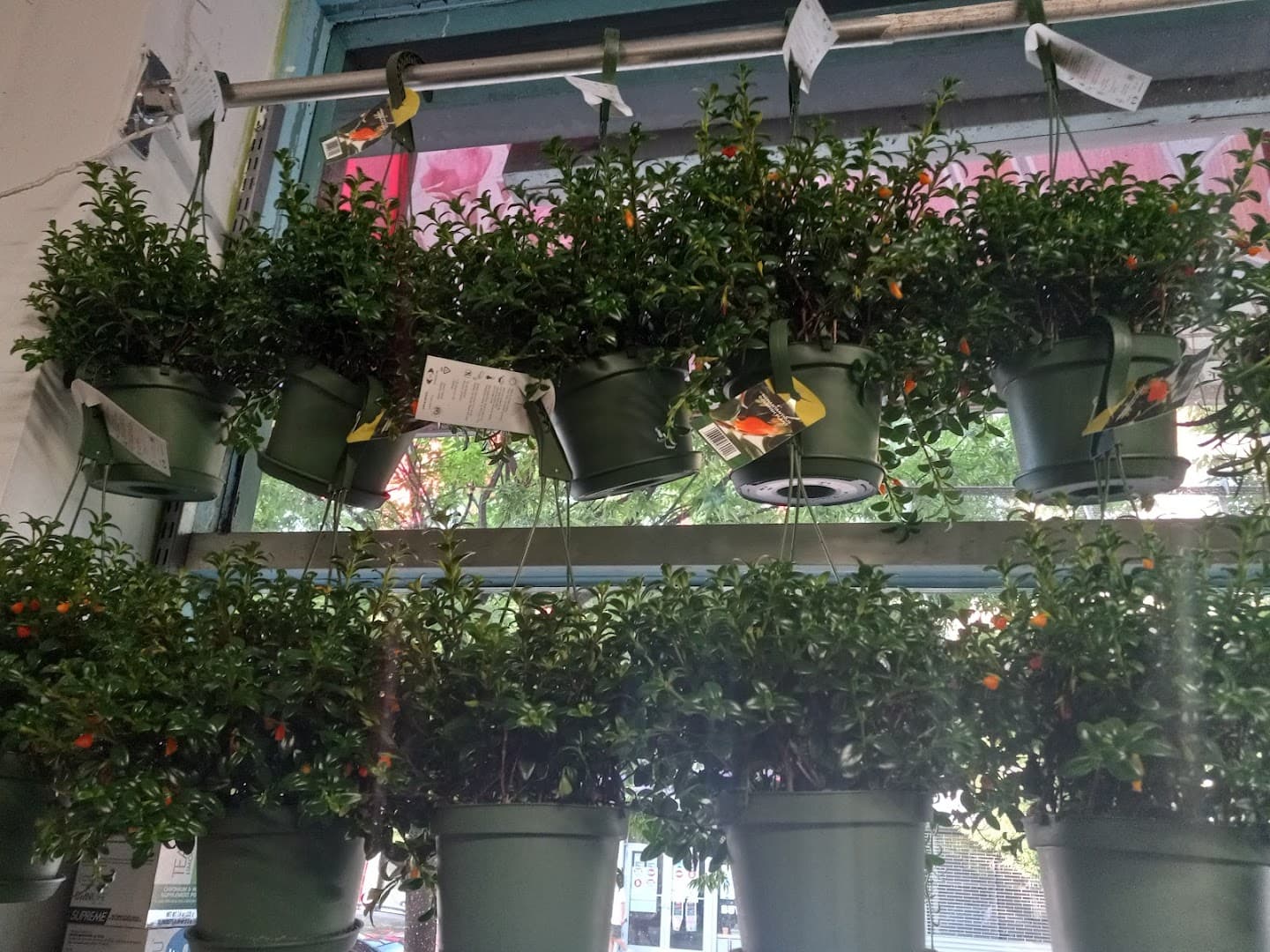 Florencia Flower Shop - Image 1