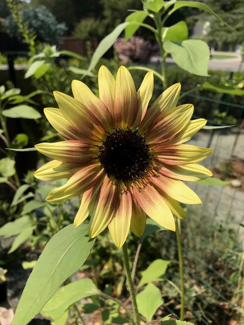 Bush Poppy Farm - Image 1