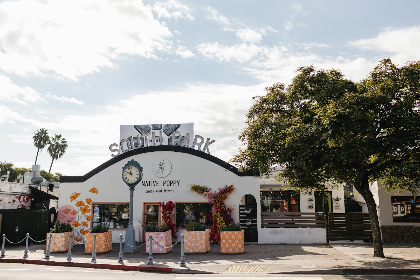 Native Poppy - Image 1