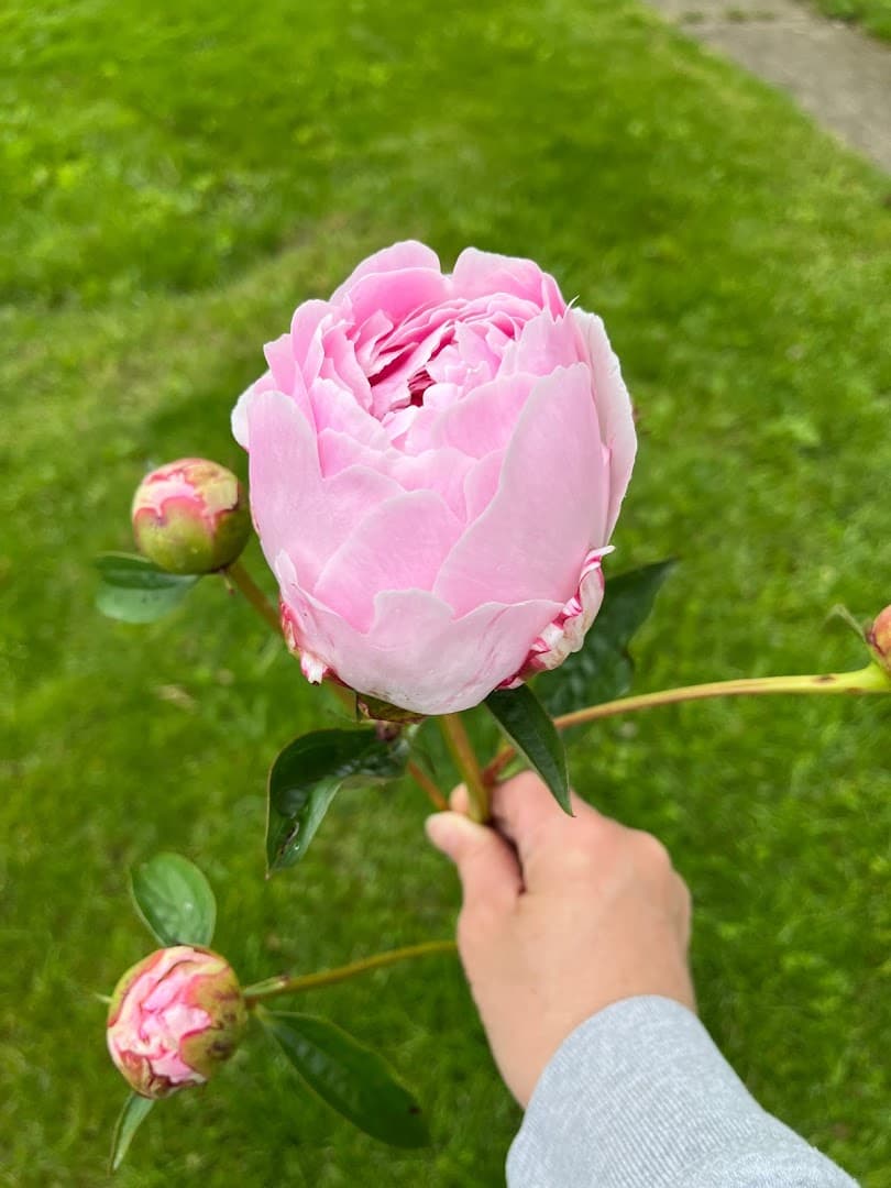 Farmhouse Flowers - Image 1