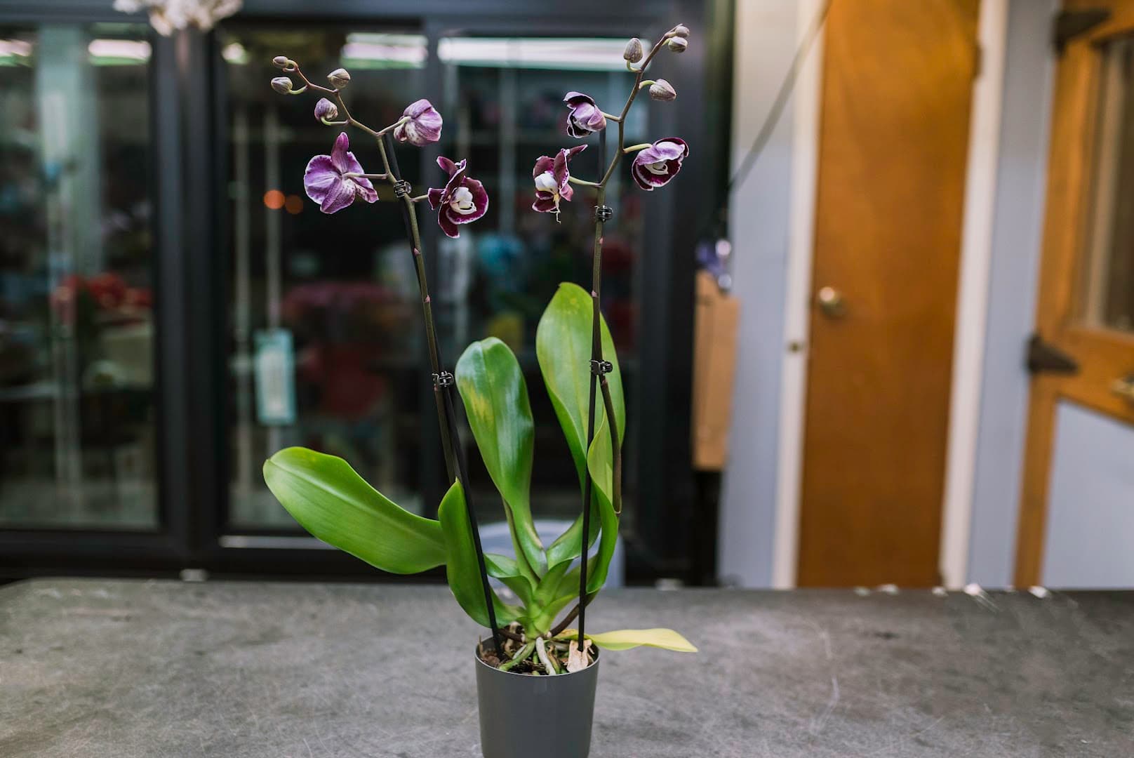 Floraltology LLC. - Image 1