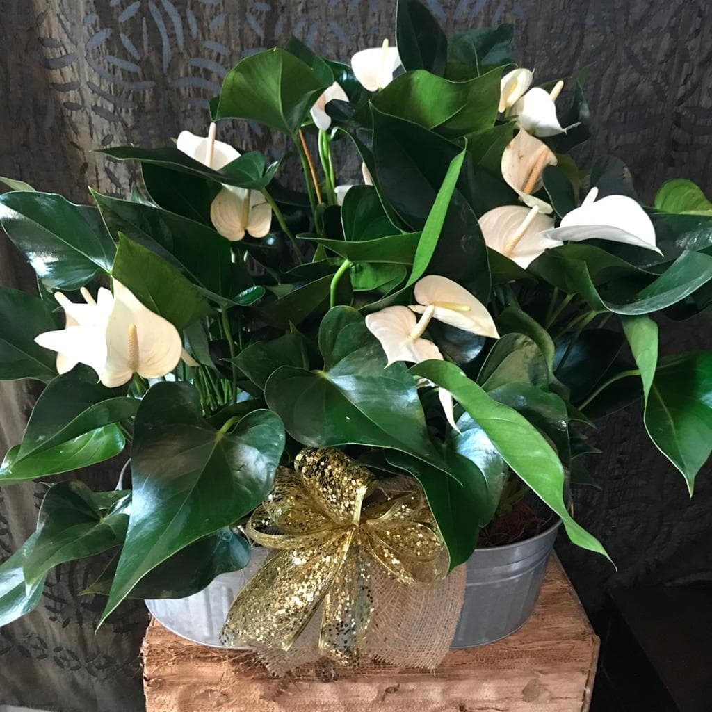 Seasons Design Group - Image 1