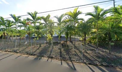 Island Tropicals - Image 1