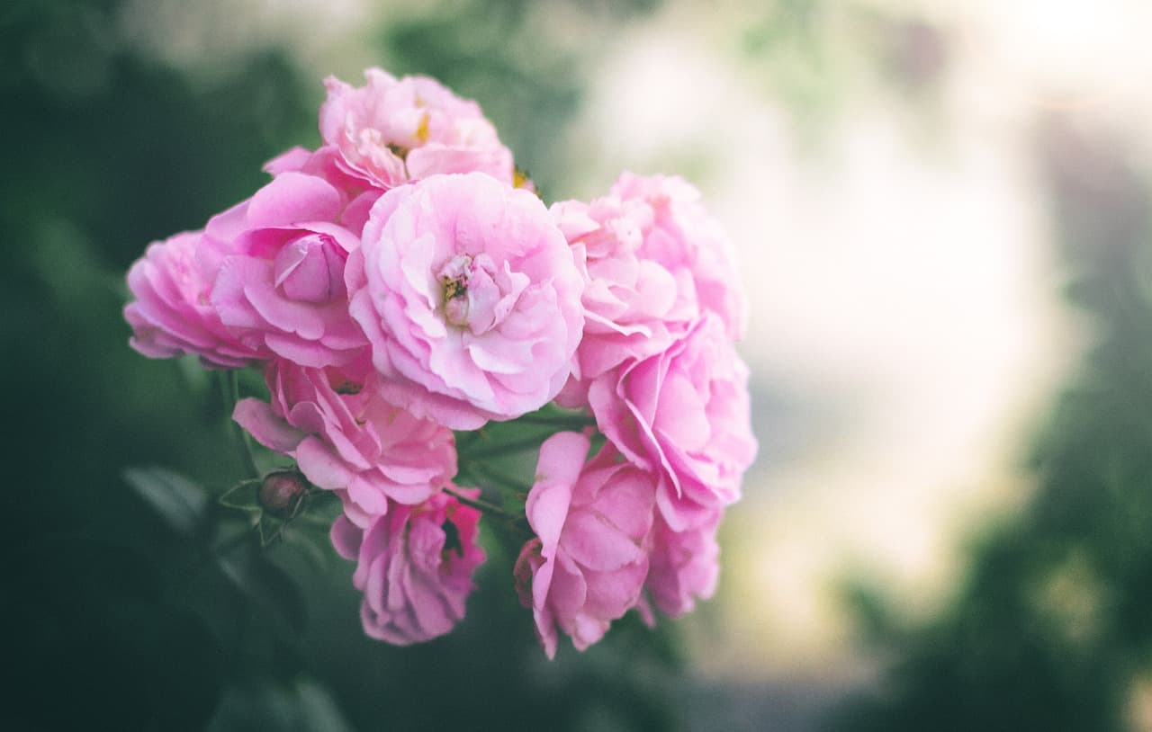 Fiori's Flowers - Image 1
