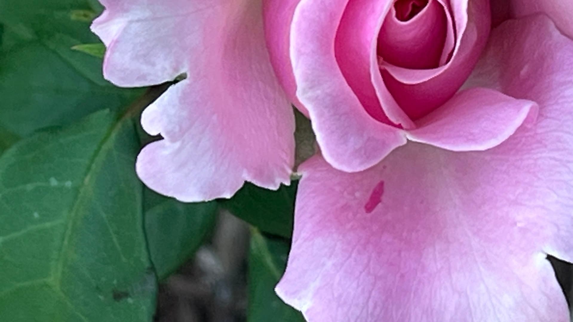 April Sky Flower and Herb Farm - Image 1