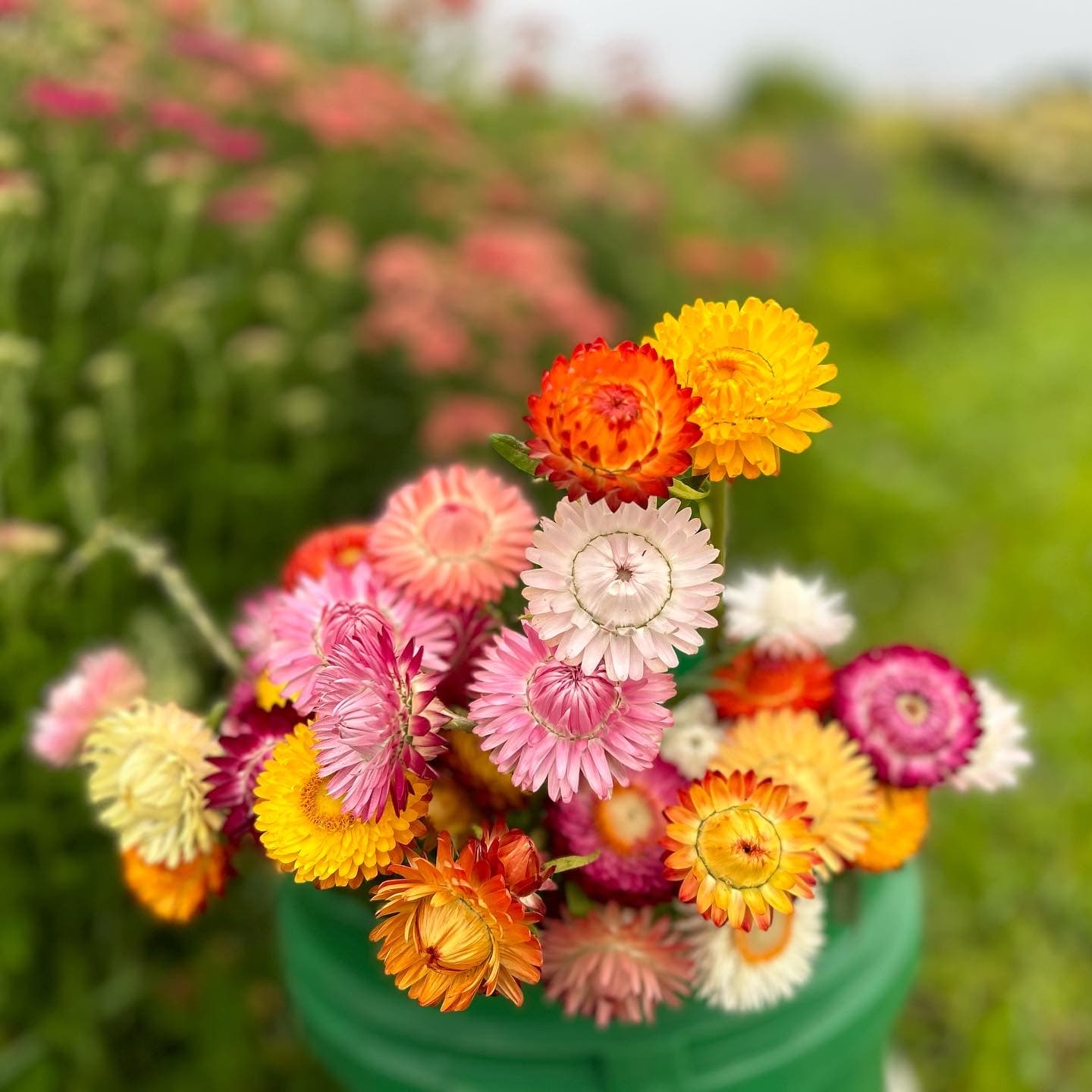 Plain City Flower Farm - Image 1